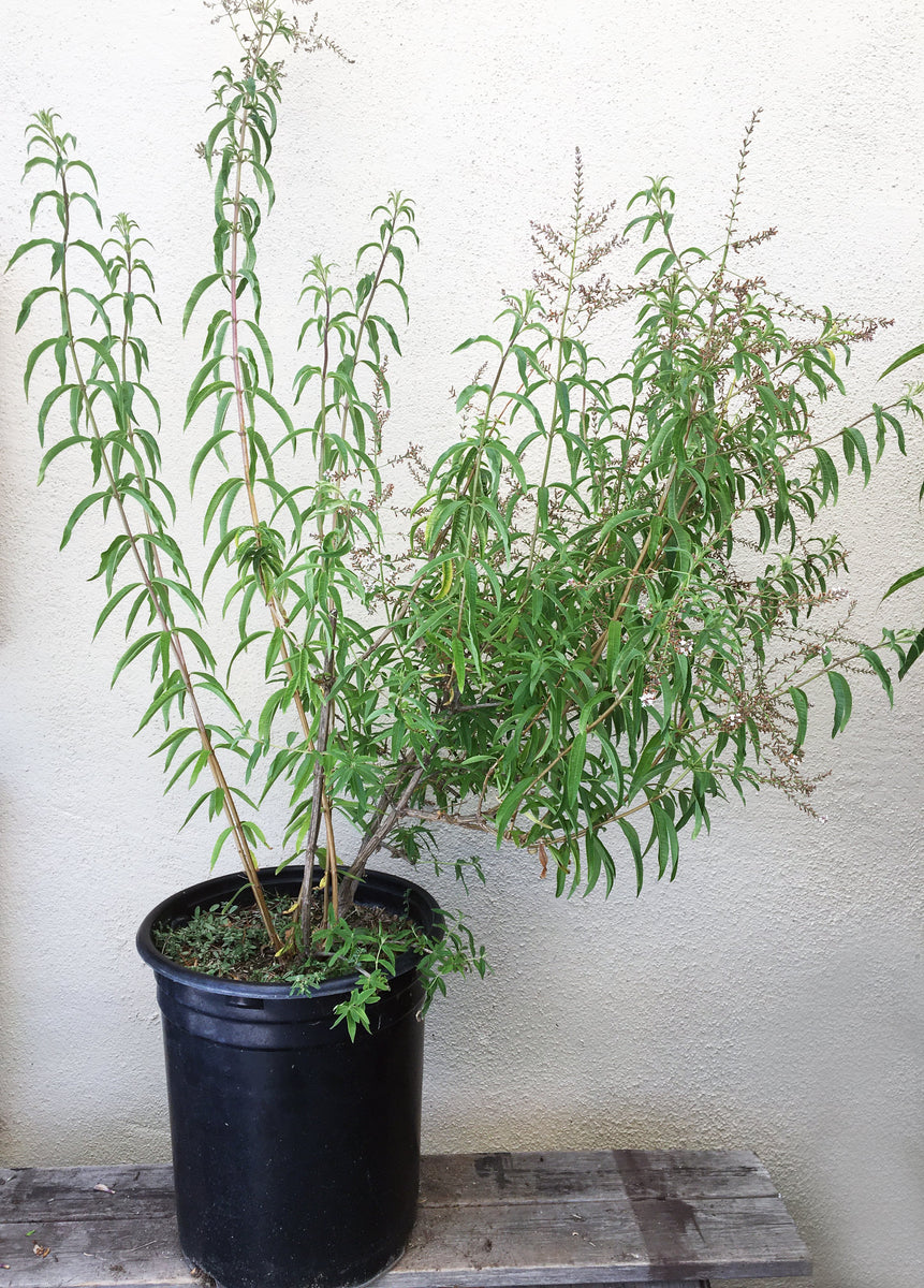 Aloysia triphylla, Lemon Verbena – Plant Material