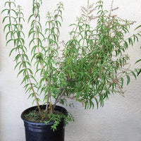 Aloysia triphylla (Lemon Verbena) 5 Gallon