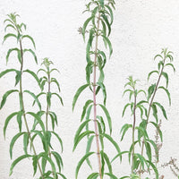 Aloysia triphylla (Lemon Verbena) Leaves