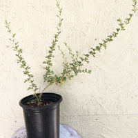 Fallugia paradoxa, Apache plume