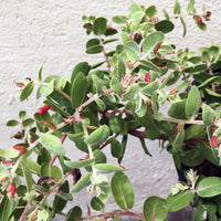 Arctostaphylos cruzensis