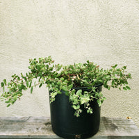 Arctostaphylos cruzensis