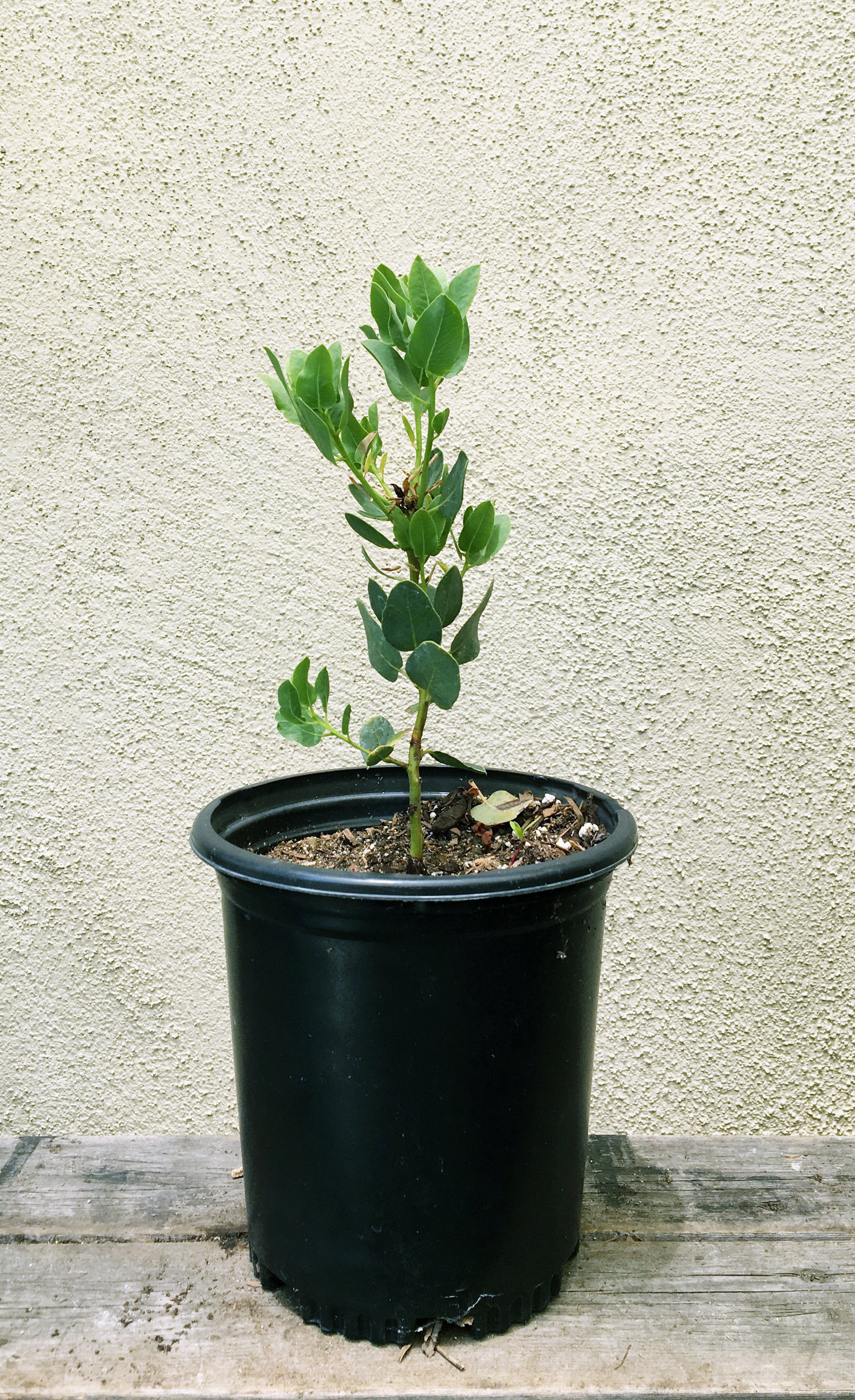 Arctostaphylos glauca (bigberry manzanita)  Plant Material