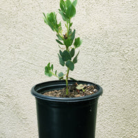 Arctostaphylos glauca (bigberry manzanita)