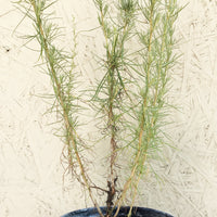 Artemisia californica, California Sagebrush 1 Gallon