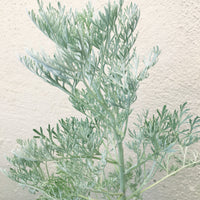 Artemisia 'Powis Castle'