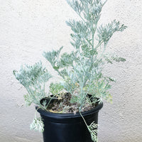Artemisia 'Powis Castle'