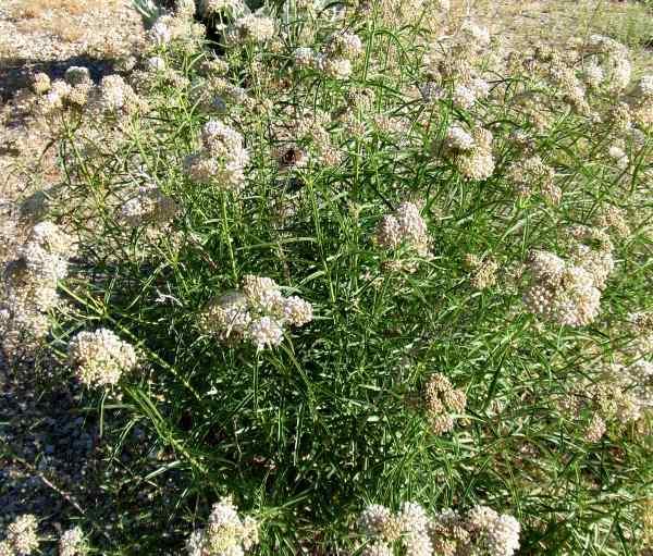 Asclepias fascicularis, Narrowleaf Milkweed Flower