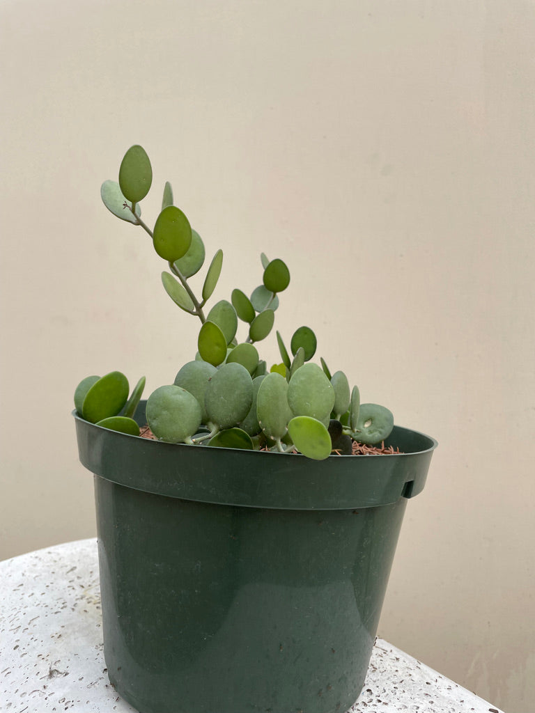 coin succulent Xerosicyos danguyi, String of Coins
