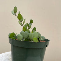 Xerosicyos danguyi, String of Coins