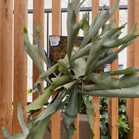 Platycerium veitchii Silver mounted (staghorn fern)