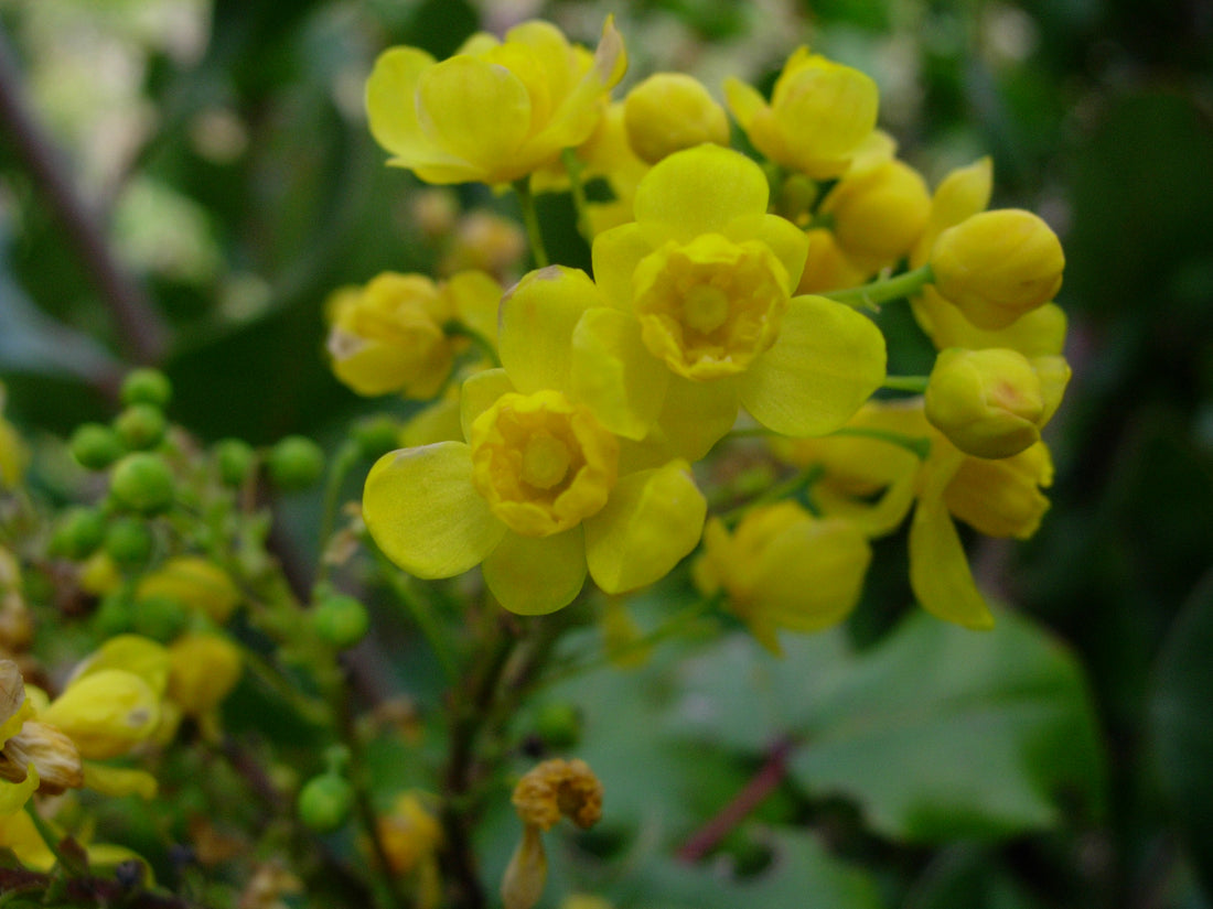 Berberis pinnata ssp. insularis