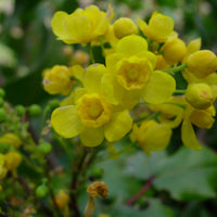 Berberis pinnata ssp. insularis