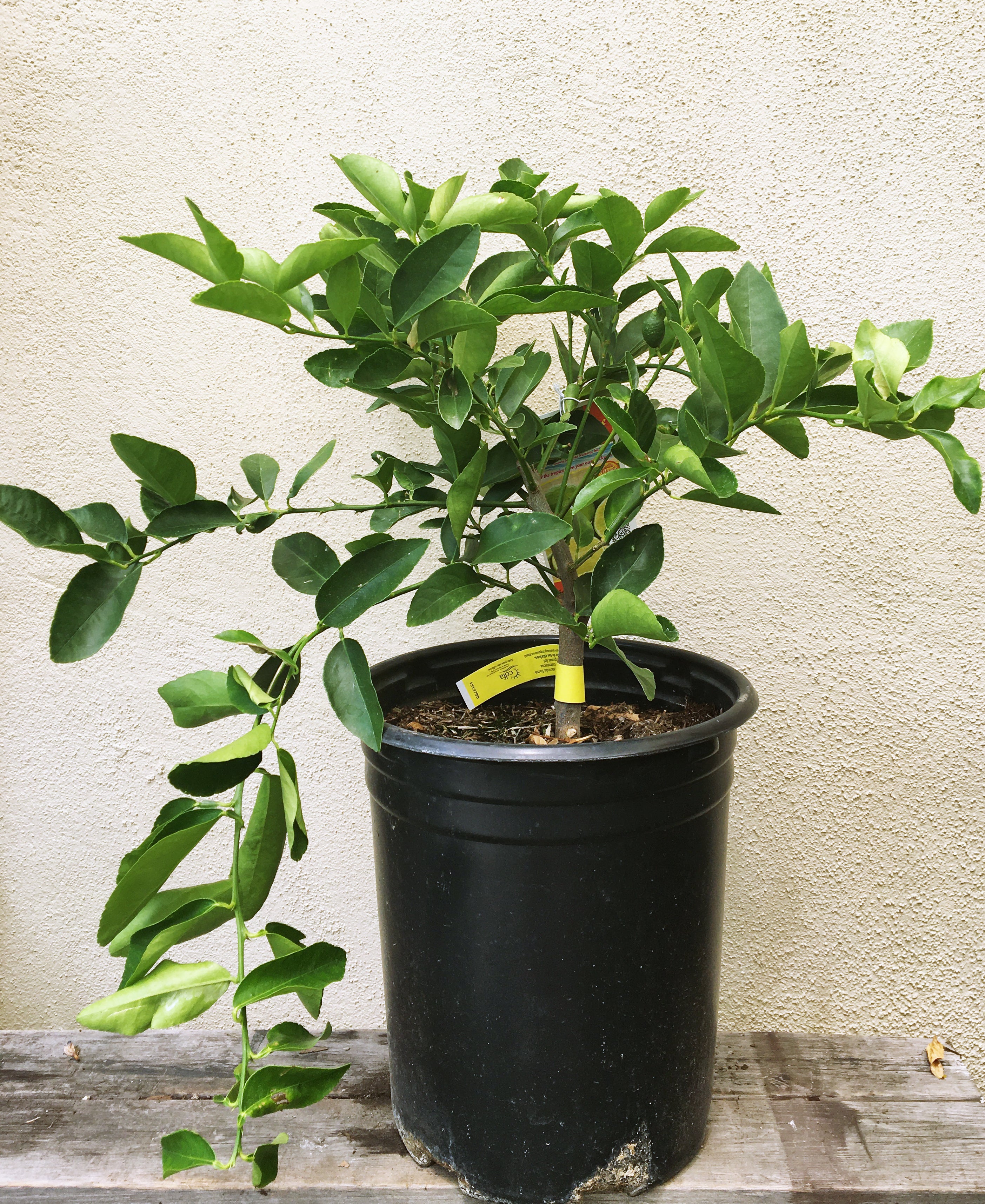 Bearss Seedless Lime – Plant Material