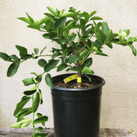 Bearss Seedless Lime