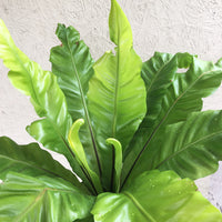 Asplenium nidus (Bird Nest Fern)