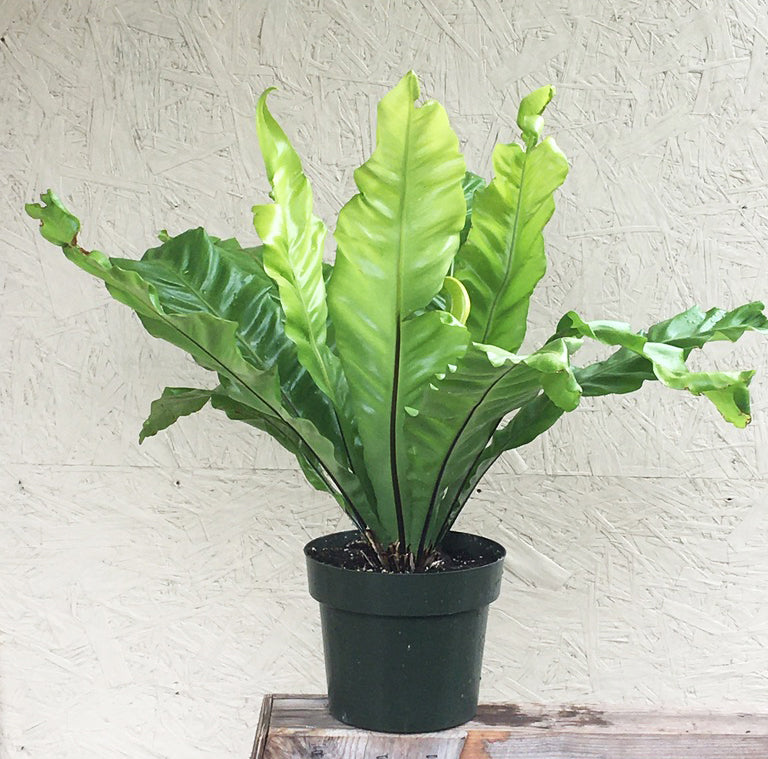 bird's nest fern varieties Asplenium nidus (Bird's Nest Fern)
