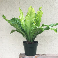 Asplenium nidus (Bird Nest Fern)