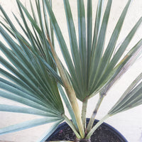 Brahea armata (Blue Hesper Palm)