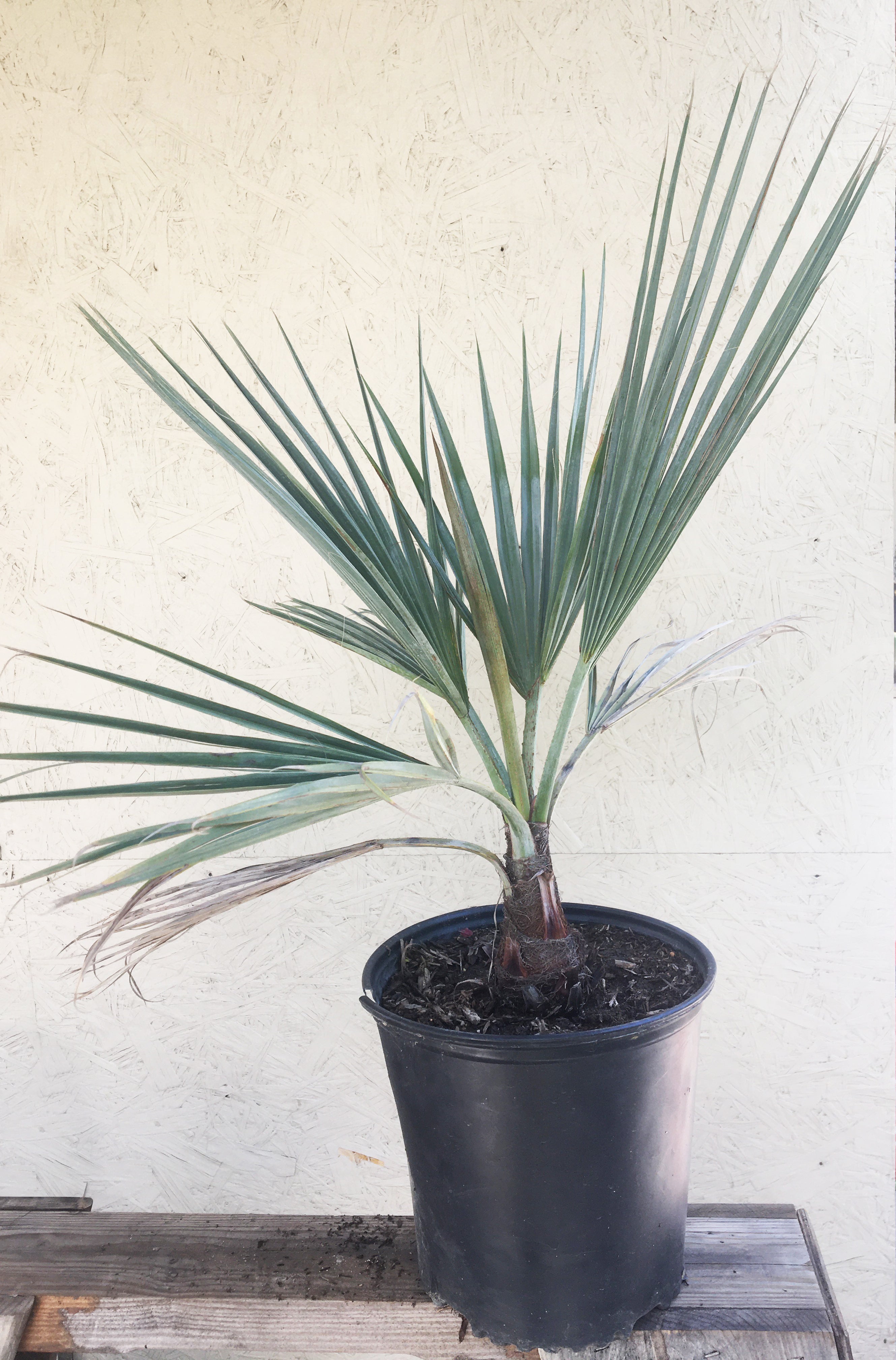 Brahea armata (Blue Hesper Palm)