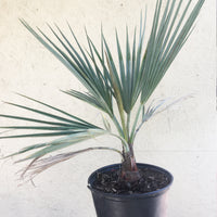 Brahea armata (Blue Hesper Palm)