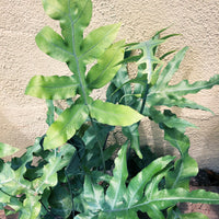 Polypodium aureum (blue star fern)