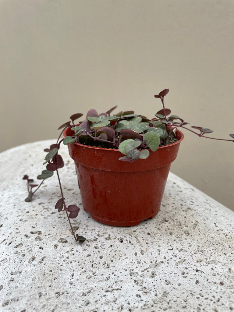 String of Hearts – Plant Material