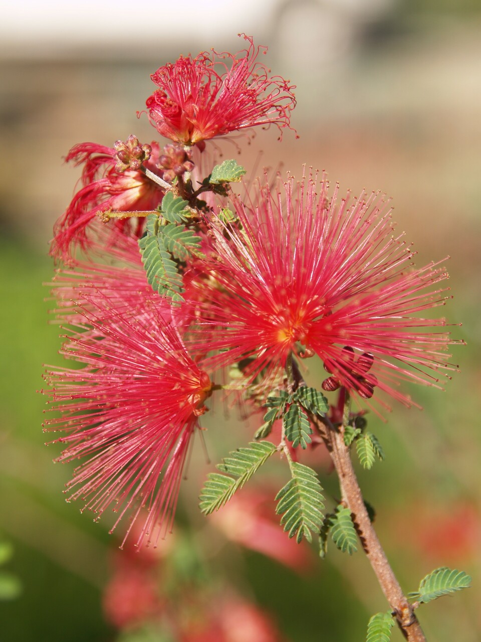 Calliandra X ‘LIANCA’ Sierra StarrTM PP 15,387 (Baja Fairy Duster)