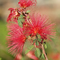 Calliandra X ‘LIANCA’ Sierra StarrTM PP 15,387 (Baja Fairy Duster)