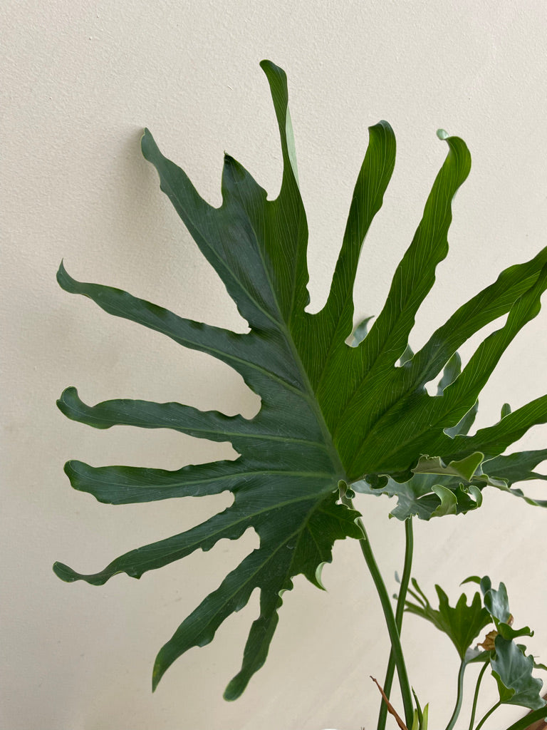 philodendron lickety split size Large - Philodendron