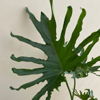 Philodendron Lickety Split