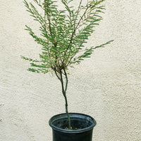Caesalpinia gilliesii (Desert Bird of Paradise)