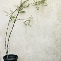 Caesalpinia gilliesii (Desert Bird of Paradise)