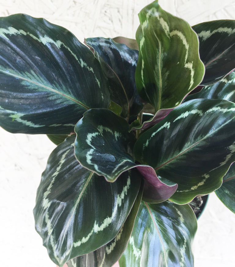 Calathea roseopicta (Medallion)