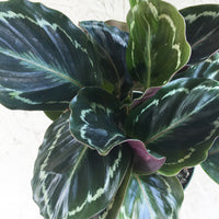 Calathea roseopicta (Medallion)