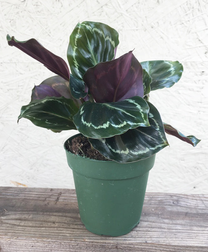 Medium Calathea 'Medallion' (Calathea roseopicta 'Medallion') – Rooted