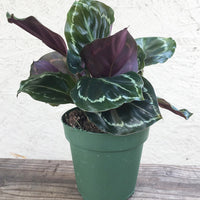Calathea roseopicta (Medallion)