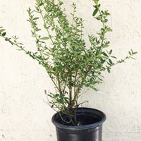 Ceanothus 'Concha' 1 Gallon