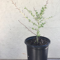 Ceanothus leucodermis, Chapparal Whitethorn