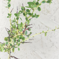 Ceanothus leucodermis, Chapparal Whitethorn
