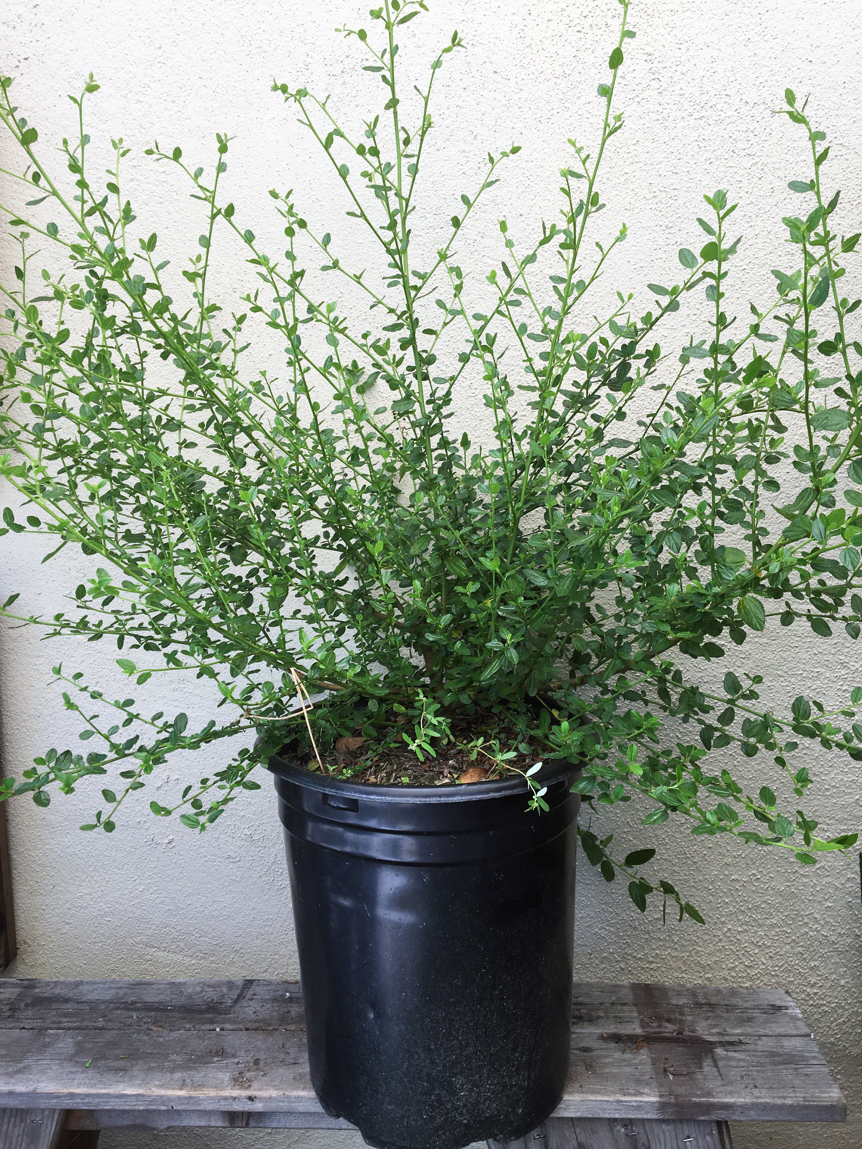 can you plant ceanothus in a pot Ceanothus thyrsiflorus 'Snow Flurry'