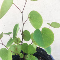 Cercis occidentalis,Western Redbud
