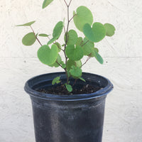 Cercis occidentalis,Western Redbud
