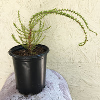 Adenostoma fasciculatum , Chamise 1 Gallon