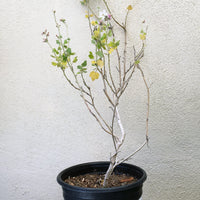 Malacothamnus clementinus (San Clemente Is. bushmallow)