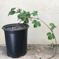 Clematis ligusticifolia