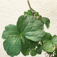 Clematis ligusticifolia