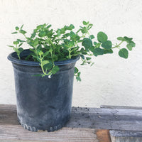 Clinopodium shrubby yerba buena 1 Gallon