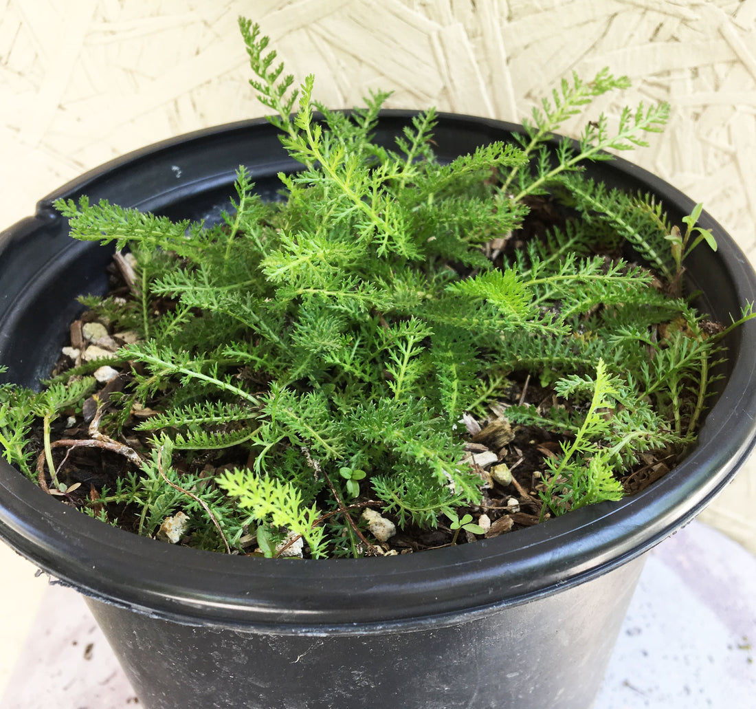 Achillea millefolium, Common yarrow 1 Gallon