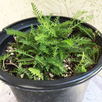 Achillea millefolium, Common yarrow 1 Gallon